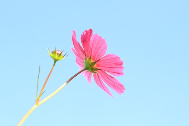 cosmos flores contra o céu com filtro de cor.