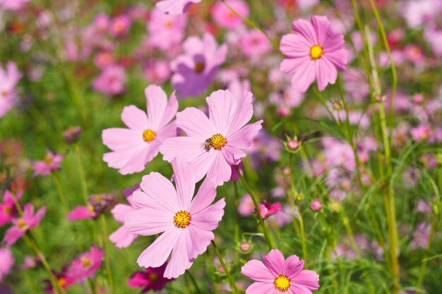 cosmos flores contra o céu com filtro de cor.