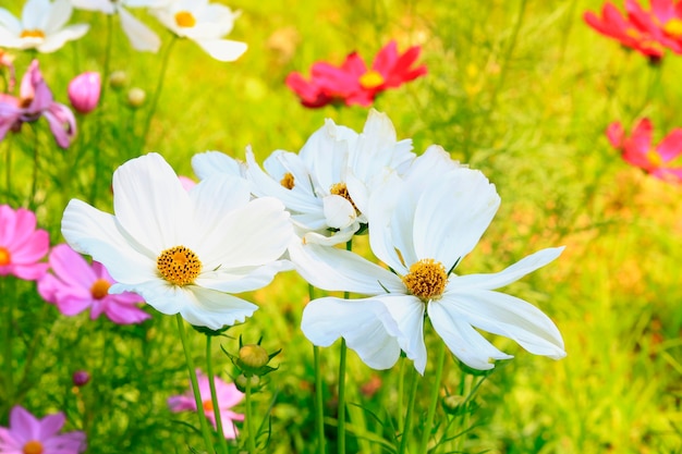 Cosmos flores desabrochando no jardim