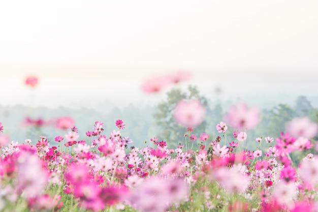 Cosmos, flores, em, natureza, blurry, flor, luz, cor-de-rosa, e, profundo, cor-de-rosa, cosmos