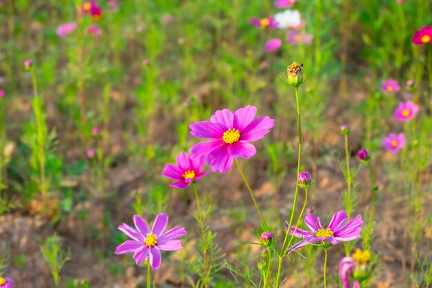 Cosmos flores en la finca.