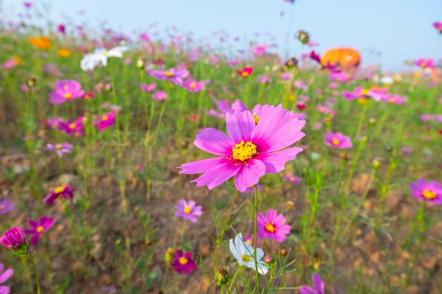 Cosmos flores en la finca.