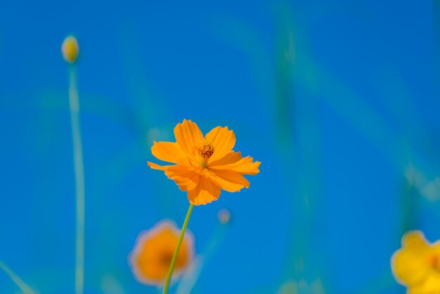 Cosmos flores floreciendo