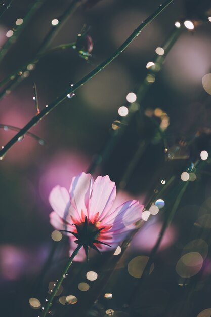 Cosmos flores hermosas en el jardín.