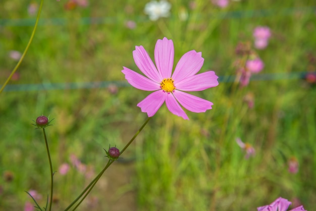 Cosmos flores en el jardin.