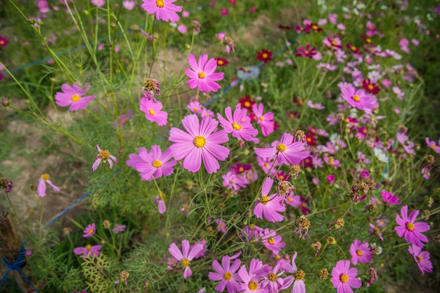 Cosmos flores en el jardin.