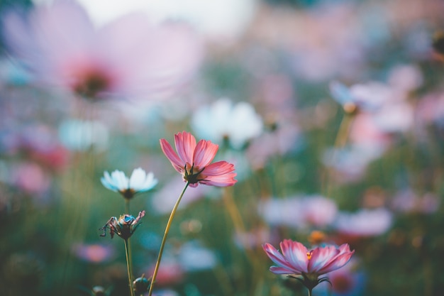 Cosmos flores lindas no jardim