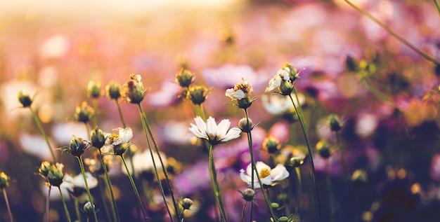 Cosmos flores lindas no jardim