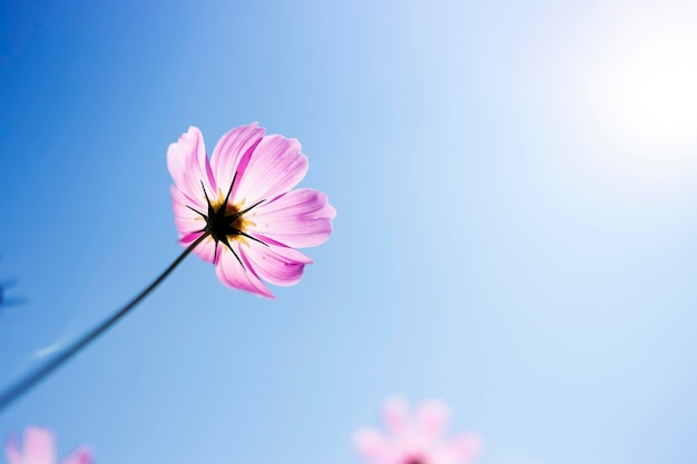 Cosmos flores no jardim