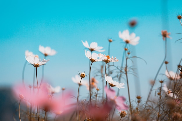 Cosmos flores no jardim