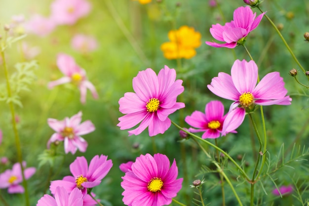 Cosmos flores no jardim