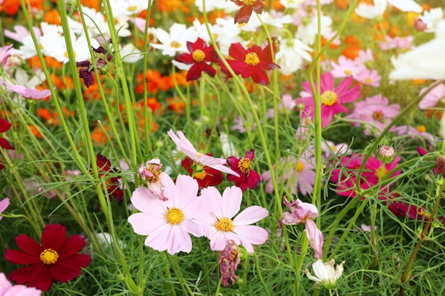 Cosmos flores no tropical