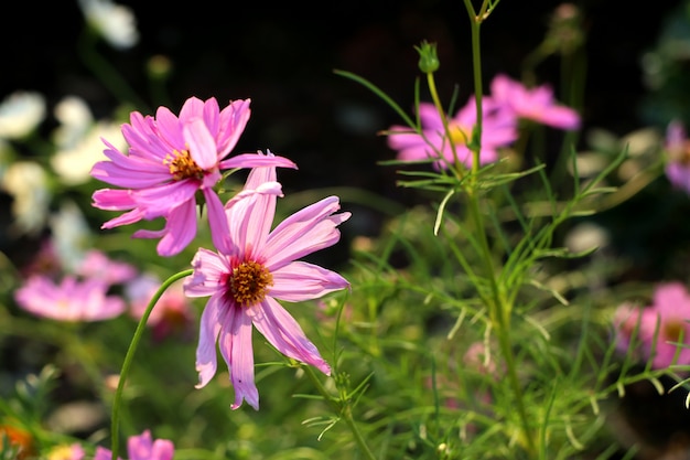 Cosmos flores no tropical