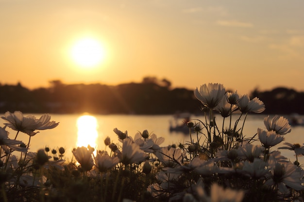 Cosmos flores y puesta de sol.