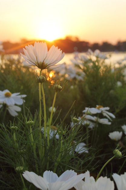 Cosmos flores y puesta de sol.