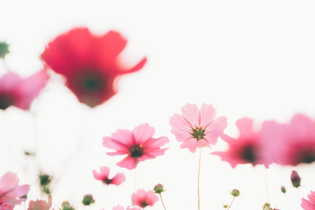 Cosmos floresce na luz solar e no céu limpo.