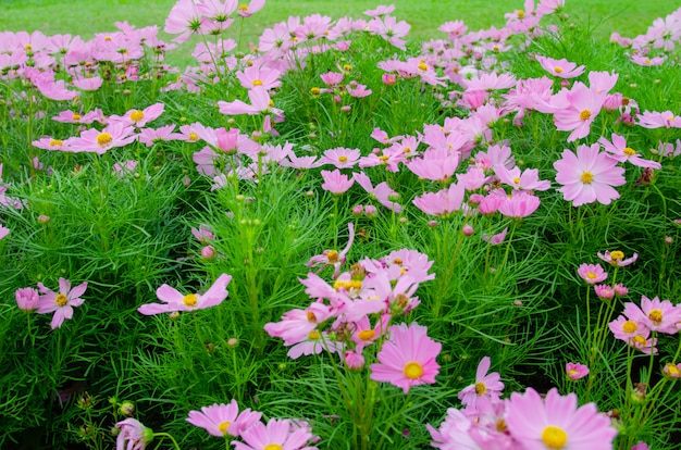 Cosmos Flower