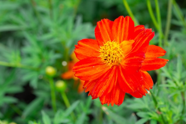 Cosmos Flowers no jardim.