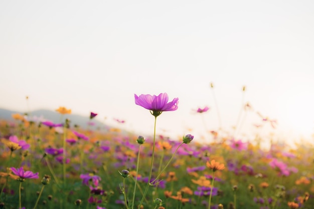 Cosmos con la hermosa al amanecer en verano.