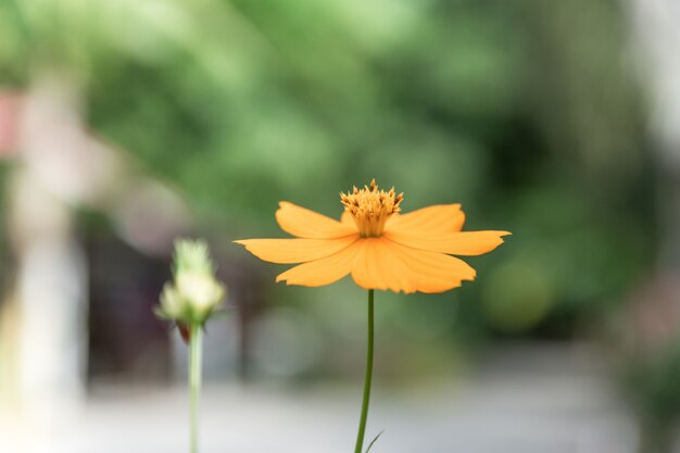 Cosmos en el jardín.