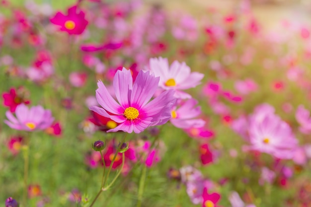 Cosmos lindas flores florescendo no jardim