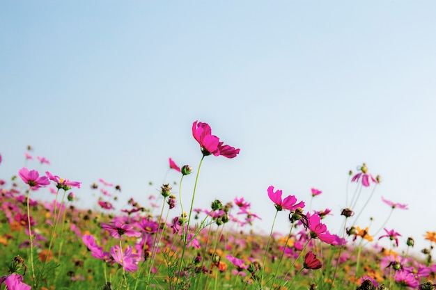 Cosmos no campo no céu azul.