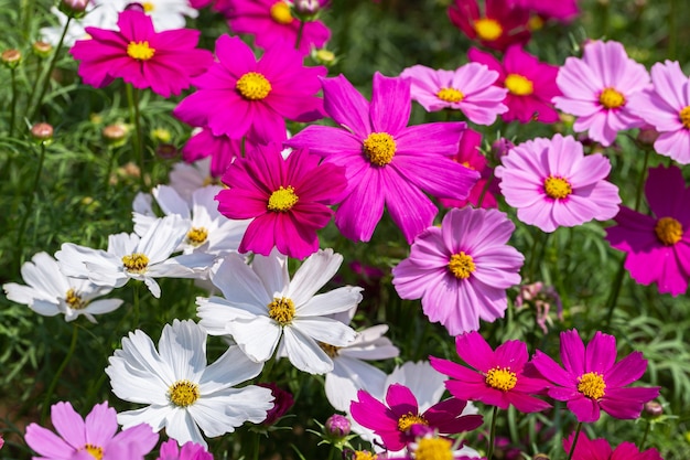 Cosmos o flor de aster mexicano en el jardín