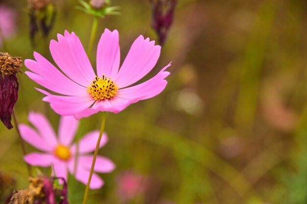 Foto cosmos pink lindas flores com fundo de broca