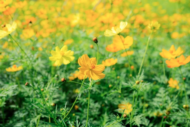 Cosmos planta en primavera