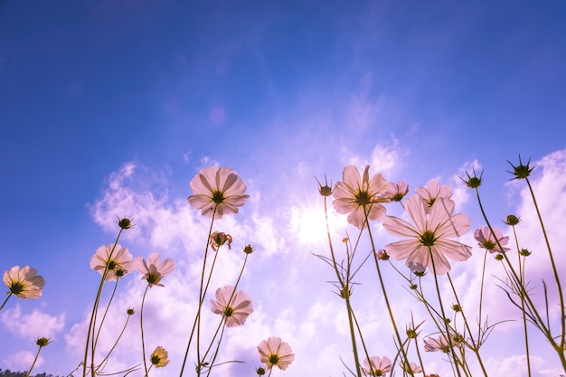 El cosmos púrpura, rosado, rojo, florece en el jardín con el cielo azul y el fondo de la luz del sol