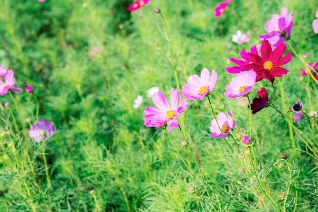 Cosmos rosa en el campo.