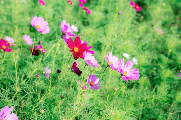 Cosmos rosa con colorido.