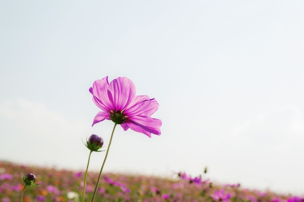 Cosmos rosa com o céu.