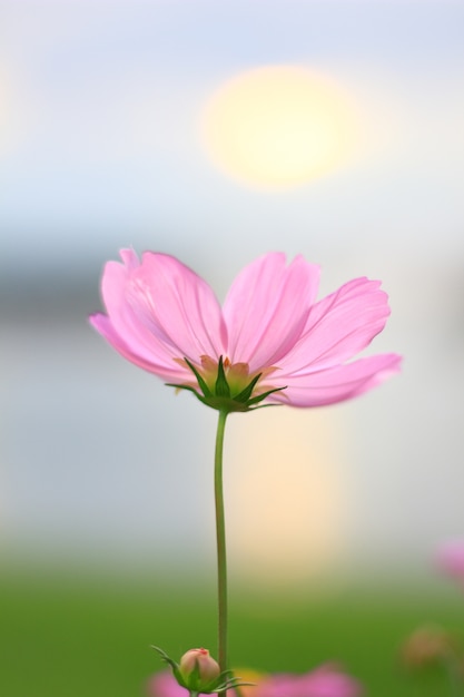 Cosmos rosa e pôr do sol