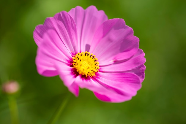 Cosmos rosa flor hermosa