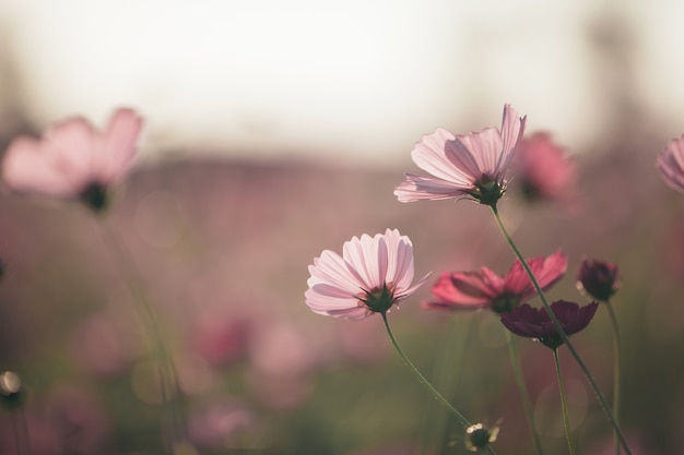 Cosmos rosa flores cerrar