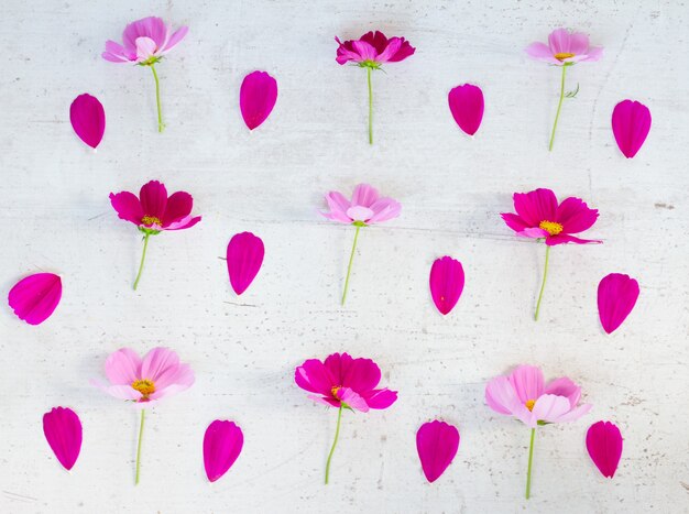 Cosmos rosa flores e pétalas padrão plano festivo na mesa branca