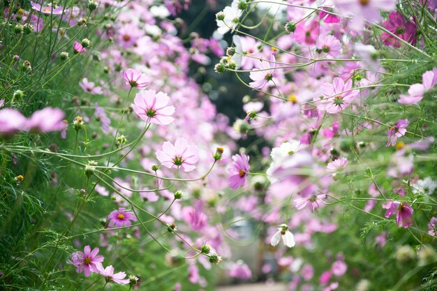 Cosmos rosa en el fondo de la naturaleza del jardín