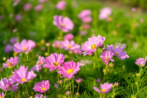 Cosmos rosa lindas flores florescendo no jardim