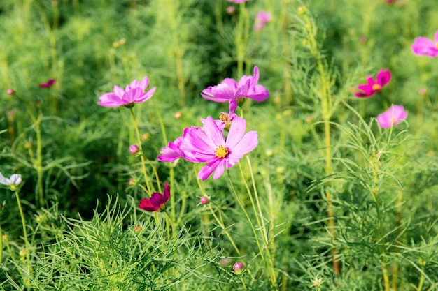 Cosmos rosa a la luz del sol.