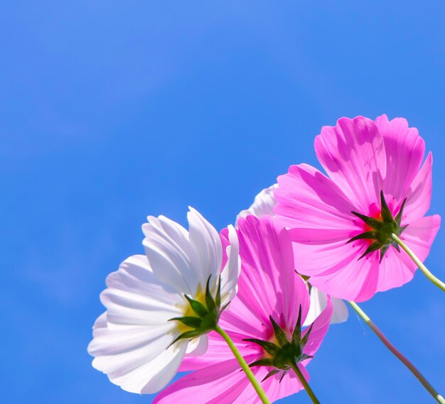 Foto cosmos rosa plantas com flores contra o céu azul