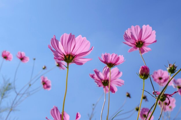 Foto cosmos rosa