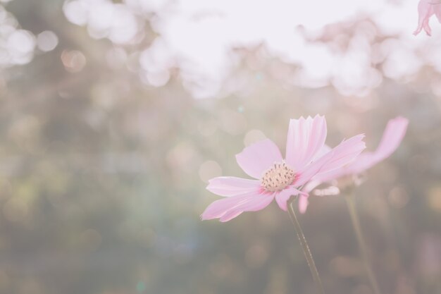 Cosmos rosa