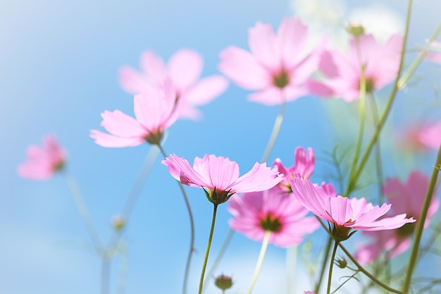 Cosmos suave y desenfoque de flores con fondo de cielo azul