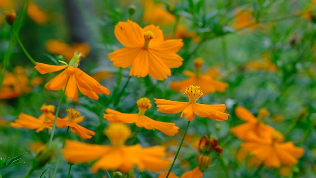 Cosmos sulfureus es una especie de planta con flores de la familia del girasol Asteraceae, cosmos de azufre.