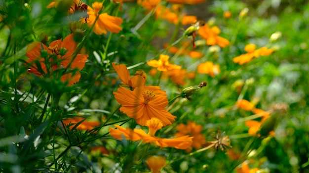 Cosmos sulfureus es una especie de planta con flores de la familia de los girasoles Asteraceae. Amarillo naranja