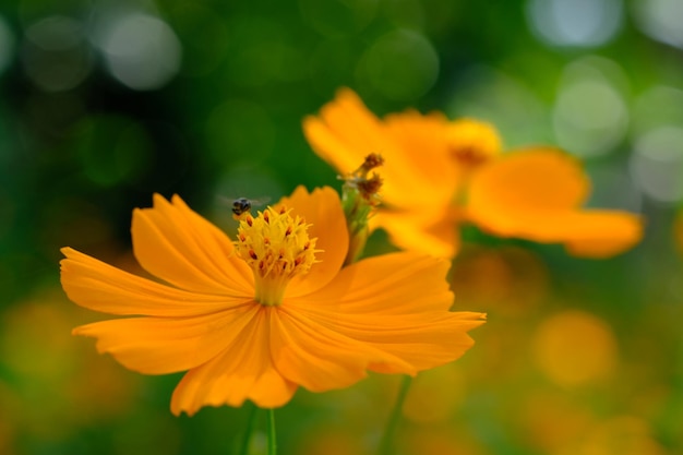 Cosmos sulfureus es una especie de planta con flores de la familia de los girasoles Asteraceae, cosmos de azufre