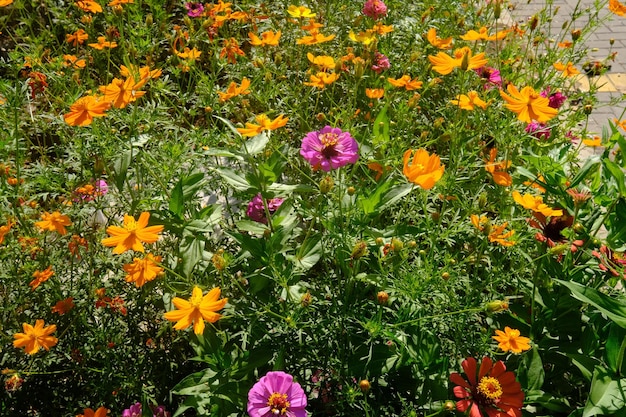 Cosmos sulfureus es una especie de planta con flores de la familia de los girasoles Asteraceae. flor cosmos