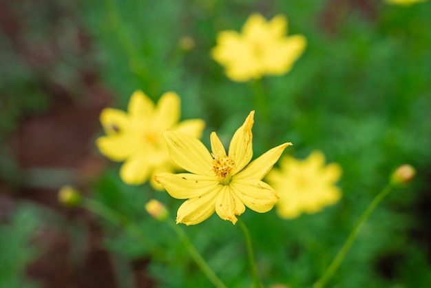 Cosmos sulfureus ist eine Blütenpflanzenart aus der Familie der Sonnenblumengewächse (Asteraceae).