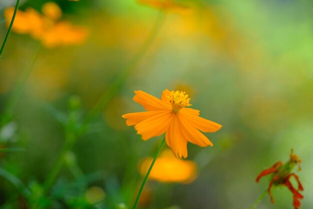 Cosmos sulfureus ist eine Pflanzenart aus der Familie der Sonnenblumengewächse Asteraceae, Schwefelkosmos.